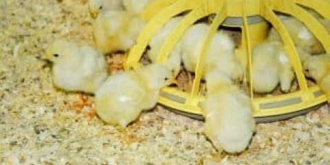 Kako i čime hraniti brojlere za maksimalan prinos mesa